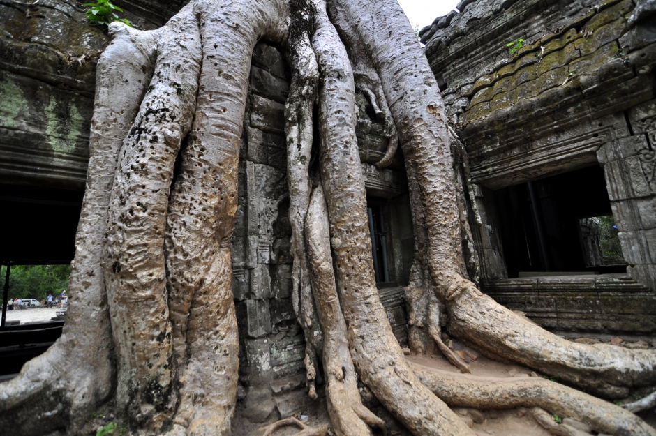 Tree roots growing into the architecture