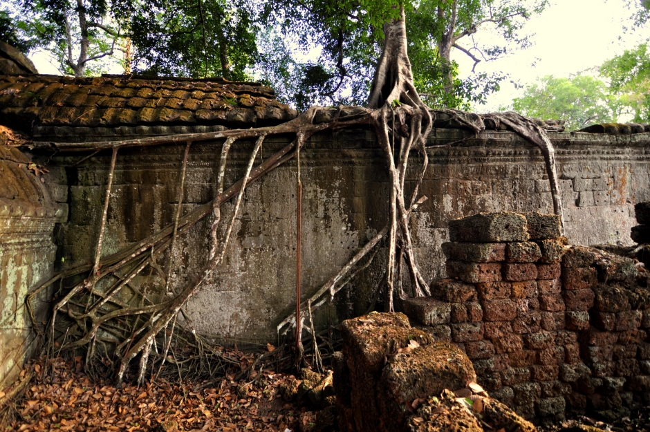 Tree roots growing on the wall - Angkor Wat