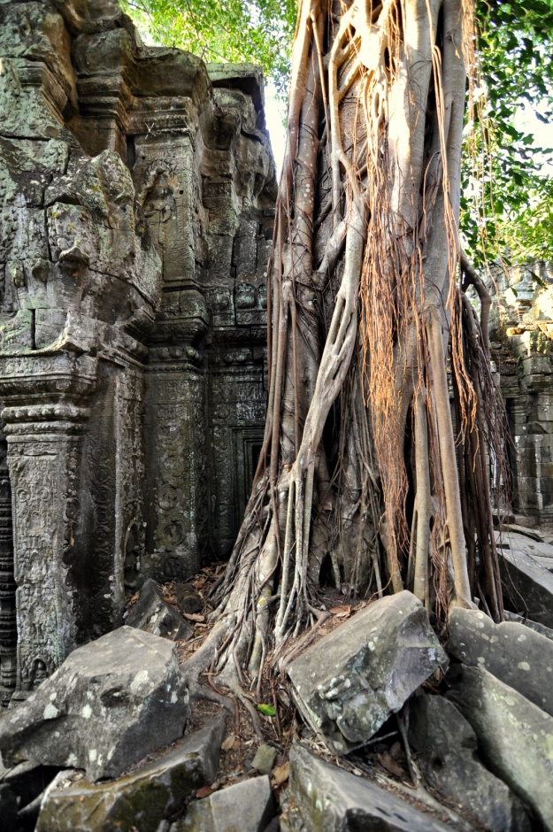 Trees growing over the buildings - Angkor Wat
