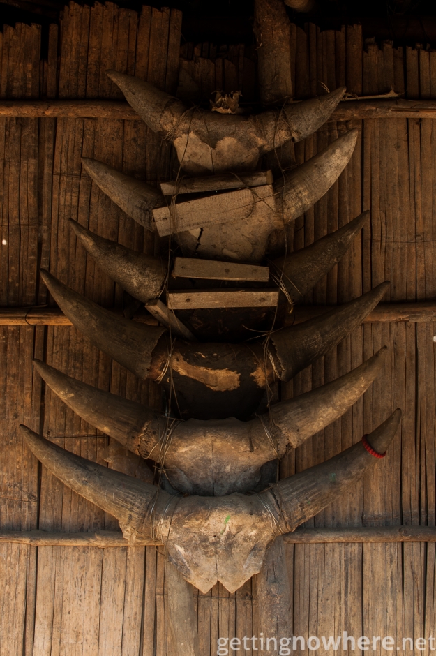 Collection of Mithun horns