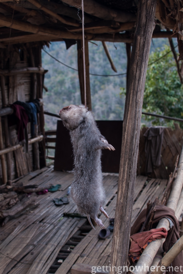 Dead bamboo rat