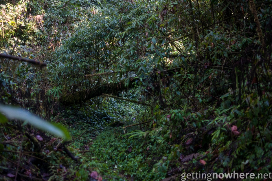 Dense jungle