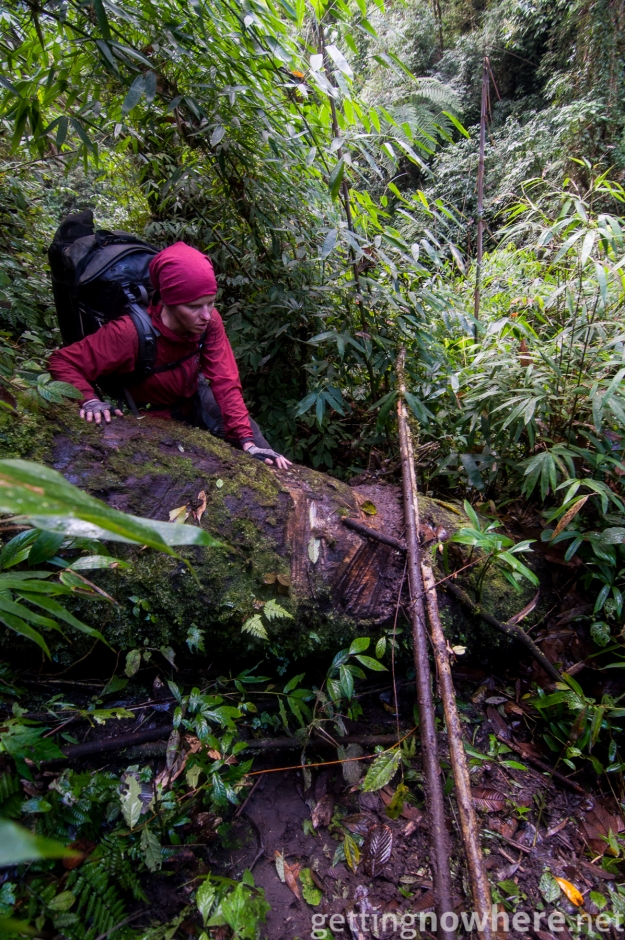Fallen trees to cross