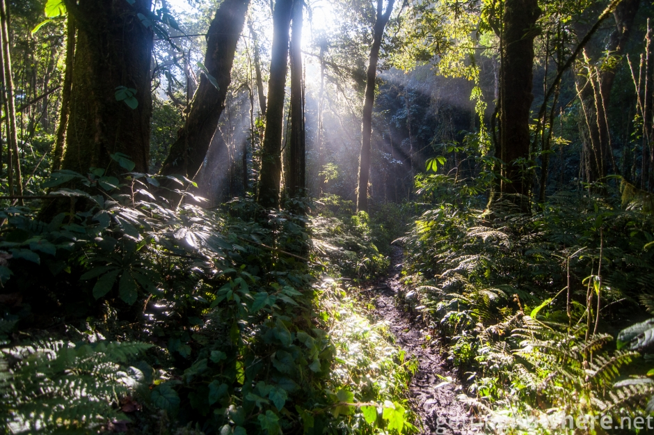 In the jungle