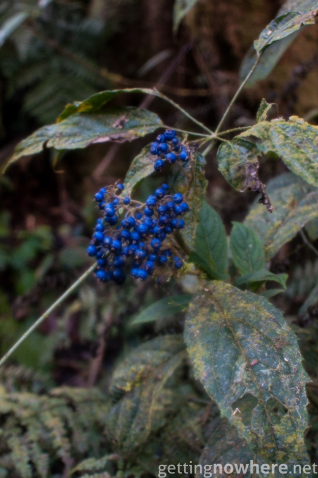 Jungle berries