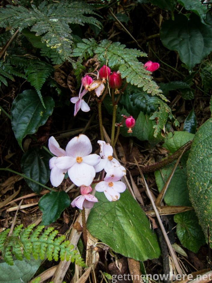 Jungle flowers