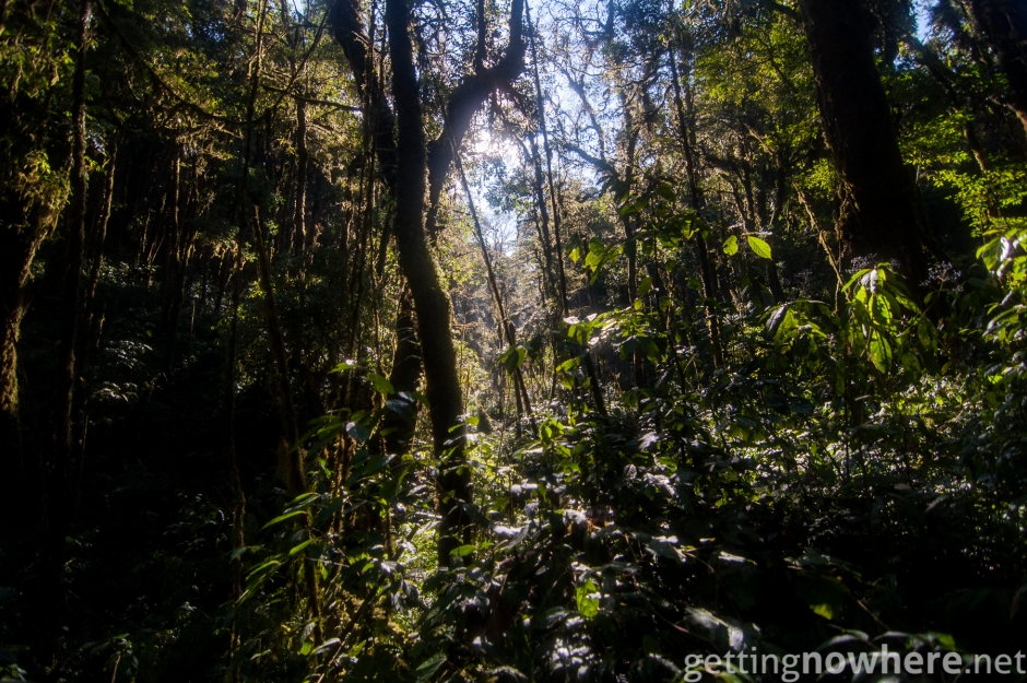 Jungle in Arunachal Pradesh