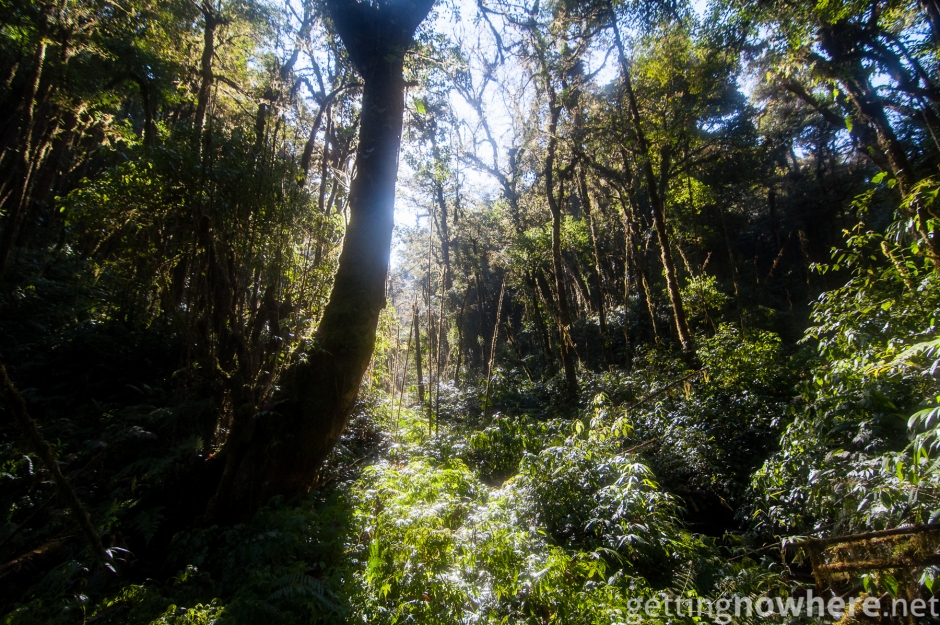 Jungle of Arunachal Pradesh