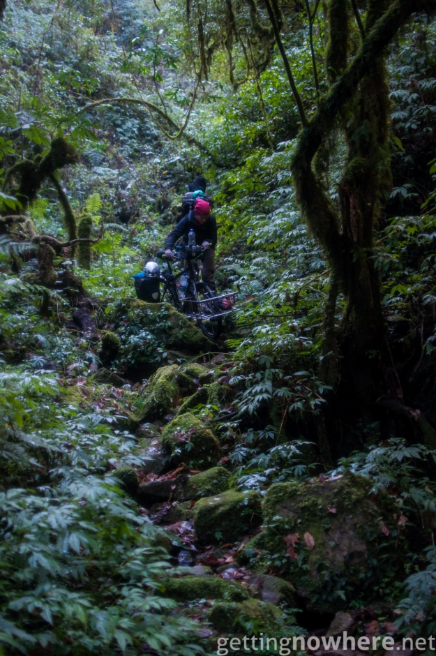 Jungle-path