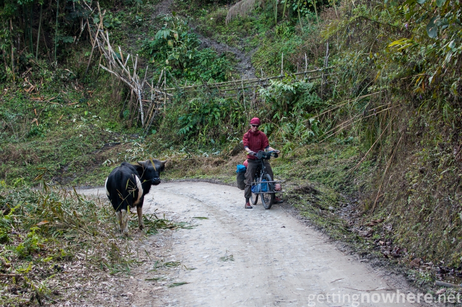 MIthun on the road
