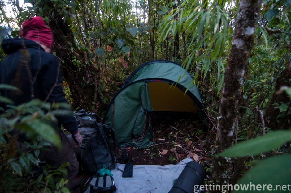 Morning in the jungle