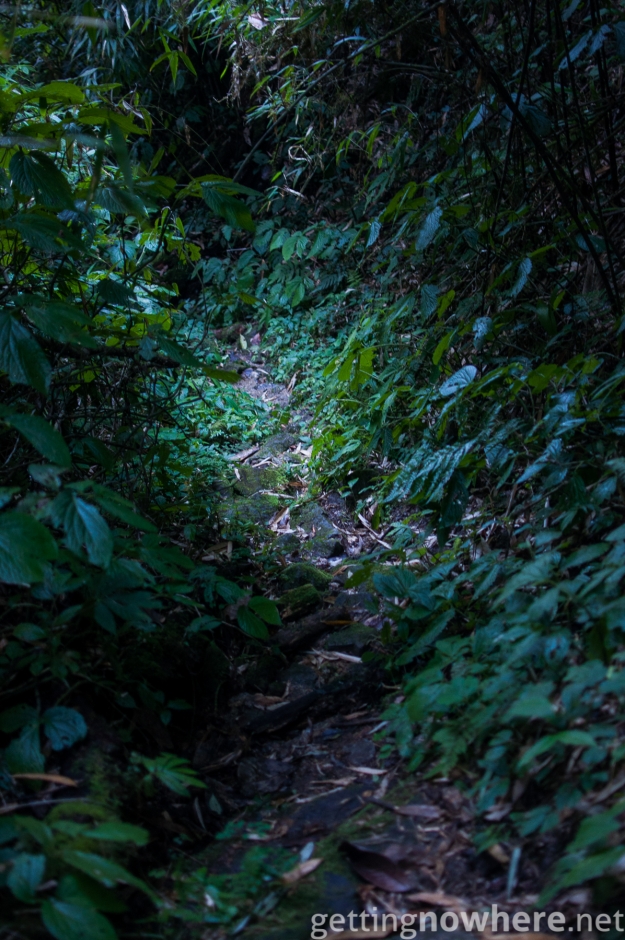 Narrow jungle path