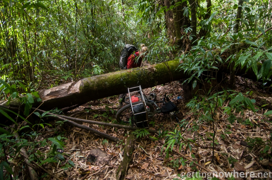 Obstacle in the jungle