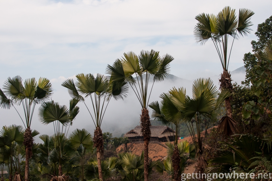 Palm forest