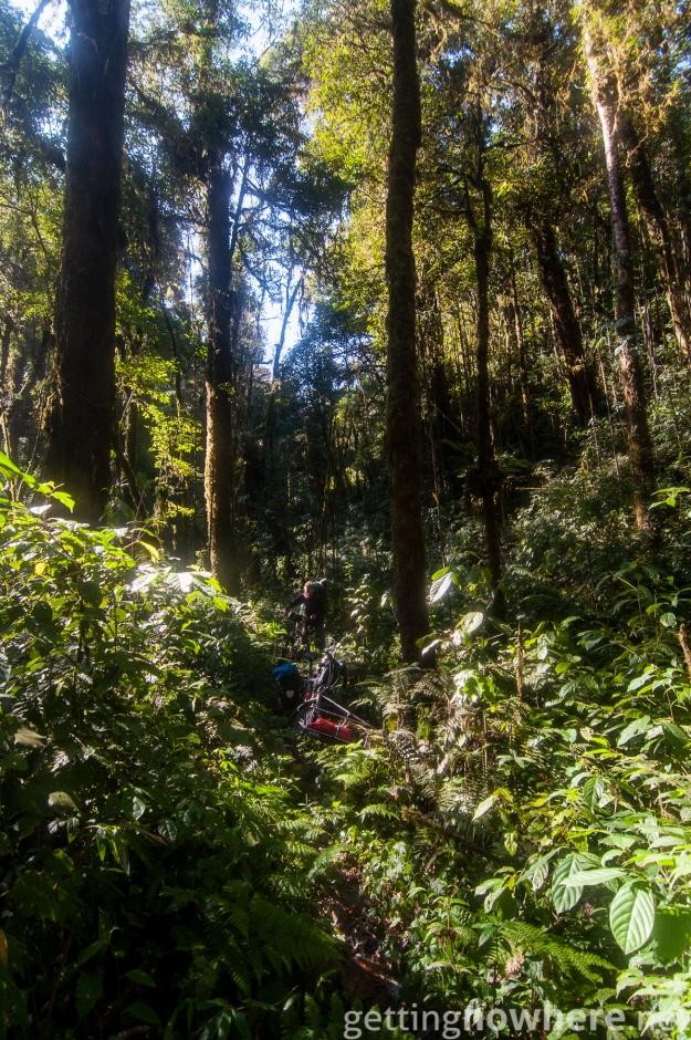 Path in the jungle