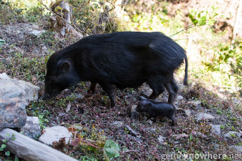 Pig family