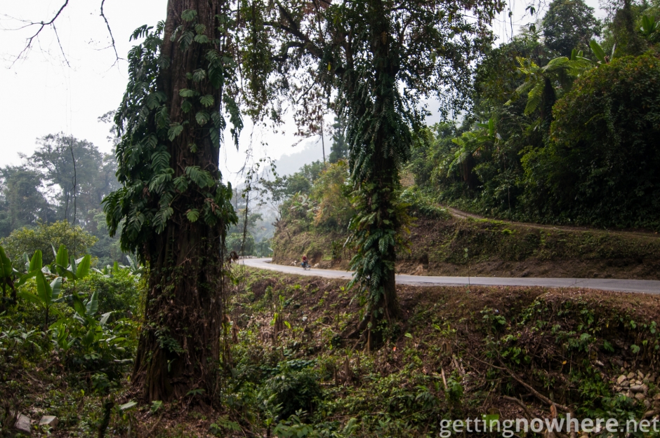 Road through the jungle