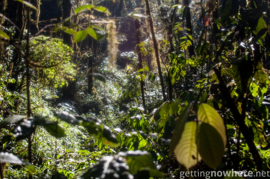 Thick jungle