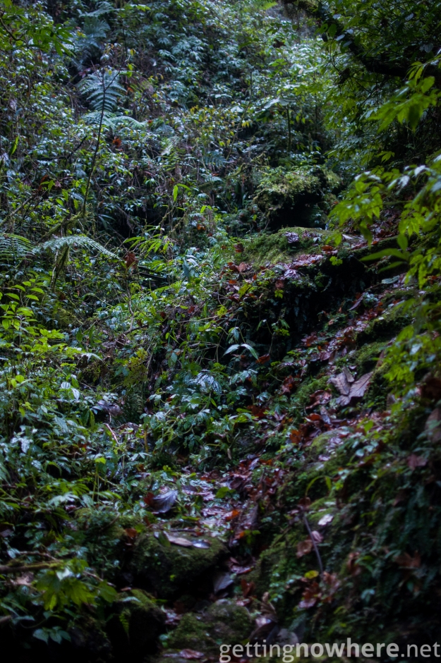 Way trough the jungle