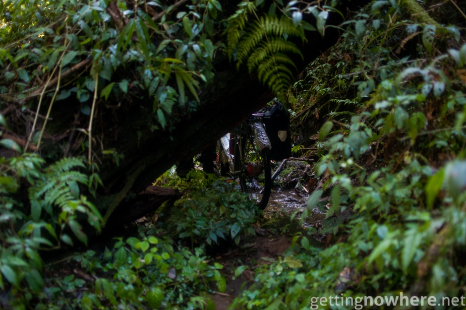 With the bike through the deep jungle