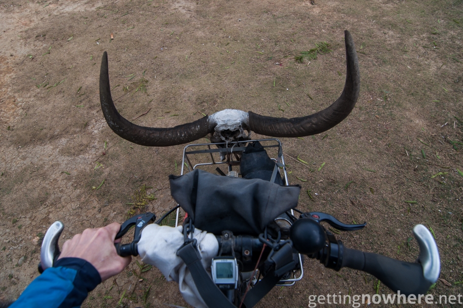 Riding with a mithun skull