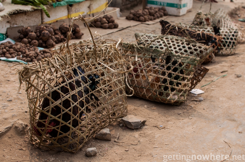 Roosters for sale