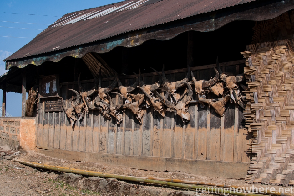 Skulls of mithuns on a Naga house
