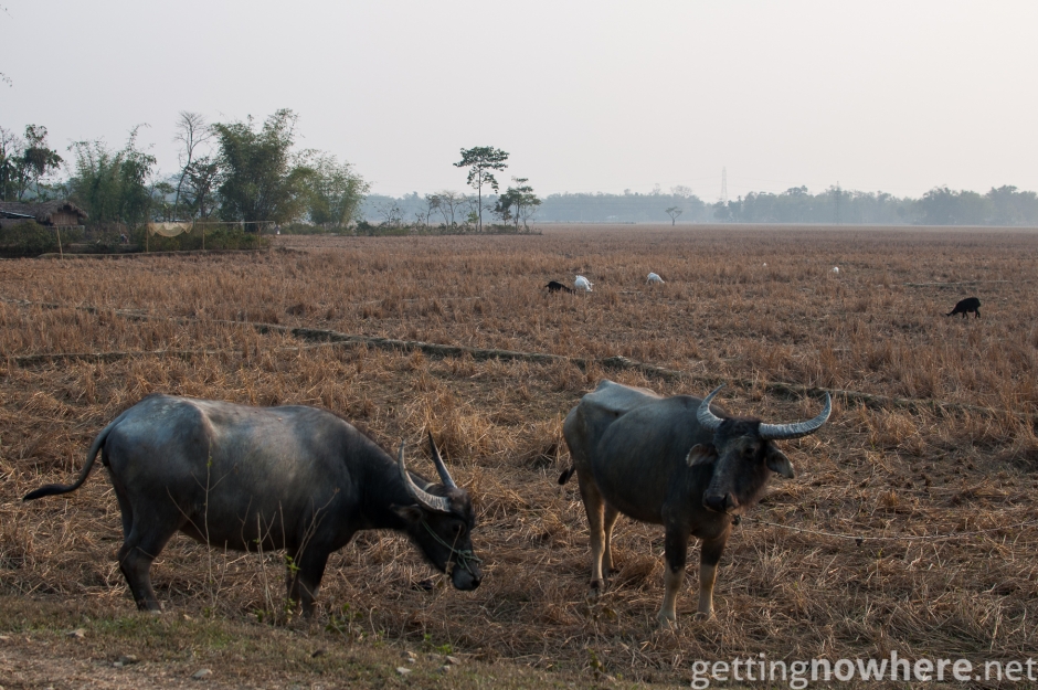 Water buffaloes in Assam